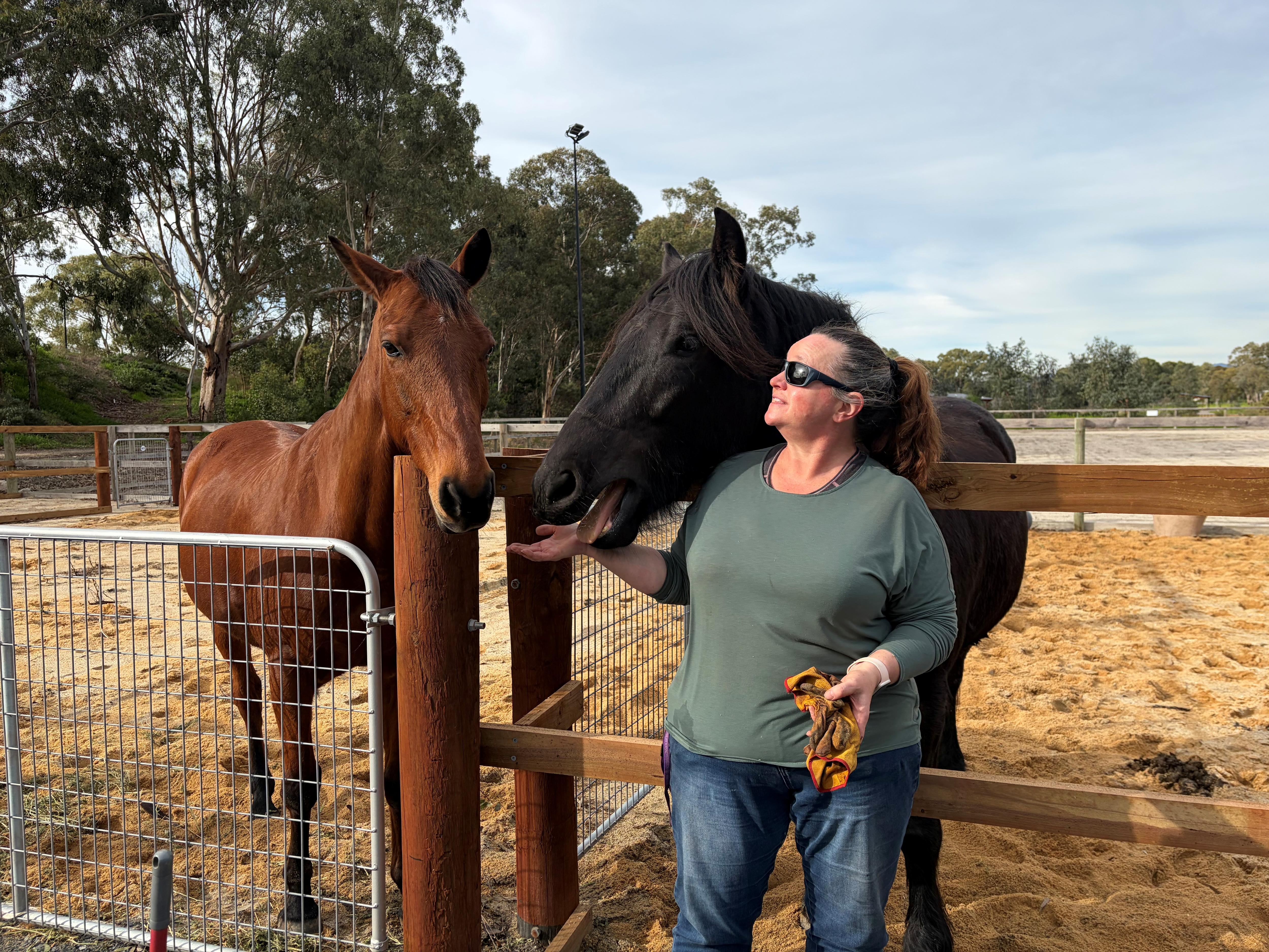 Vandals flood new Lockleys Riding Club horse paddocks at West Beach - ABC News & Headlines – Australian Broadcasting Corporation