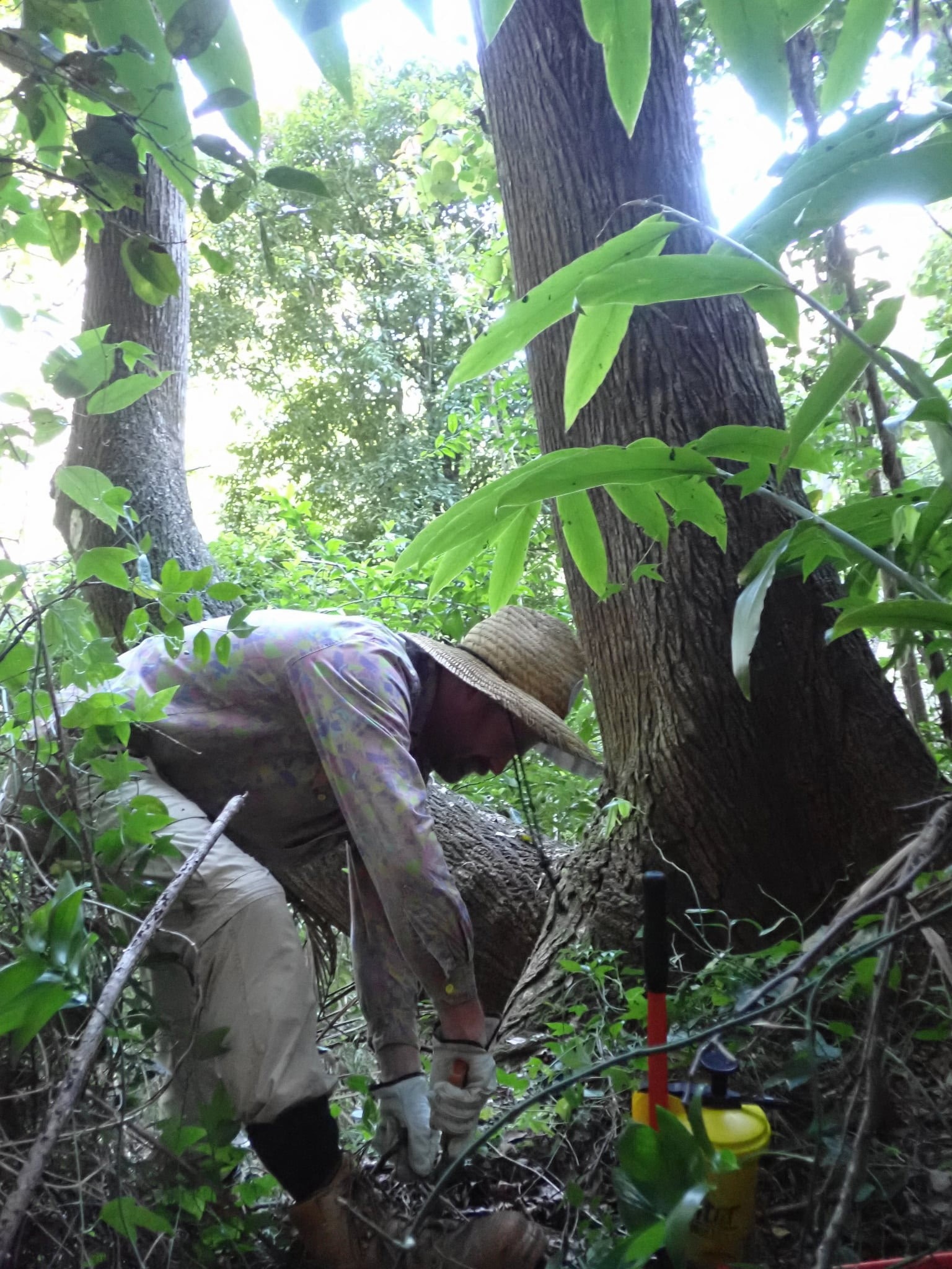 Bruce crouches over some bush, working the land.