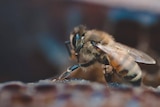 A close up shot of a bee on a frame of honey.