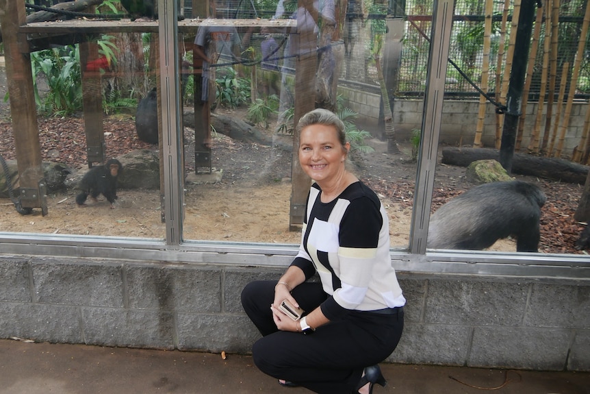 Cherie Rutherford crouches down in front of the glass enclosure with the chimps in the background