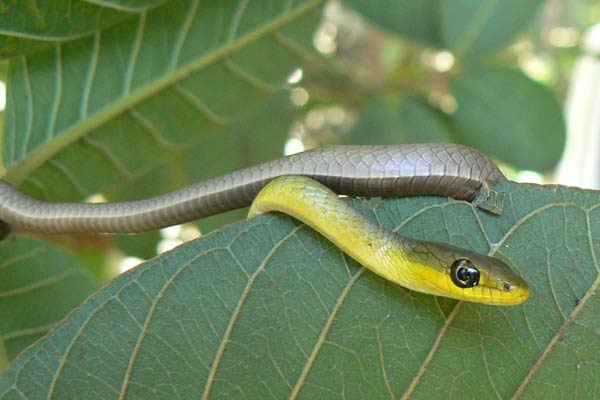 A green tree snake on a leaf.