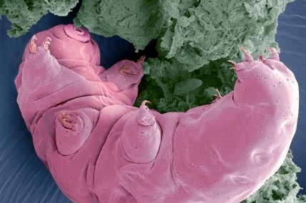 A microscopic tardigrade feeding on moss