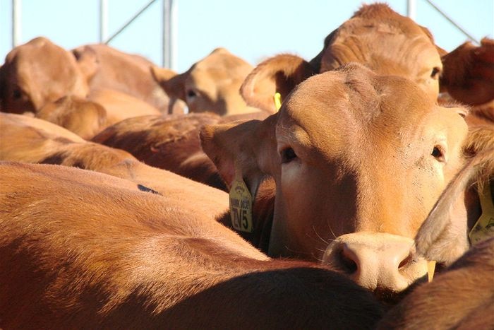 Cattle cluster together in yard lot.