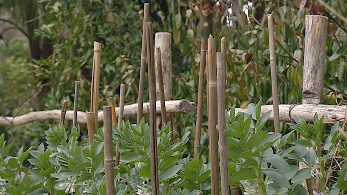 Sue's Garden Stake Protector Tip - Gardening Australia