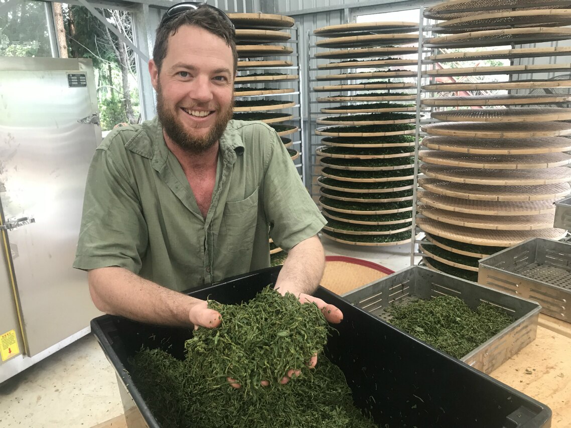 Award-winning grower explains how to avoid green tea being bitter - ABC ...
