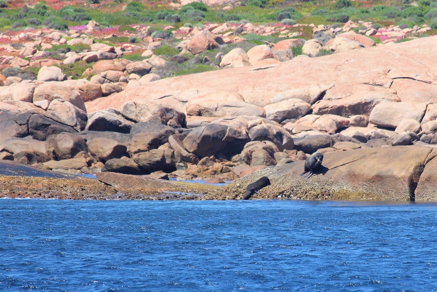 Seals enter the ocean from a rock formation.