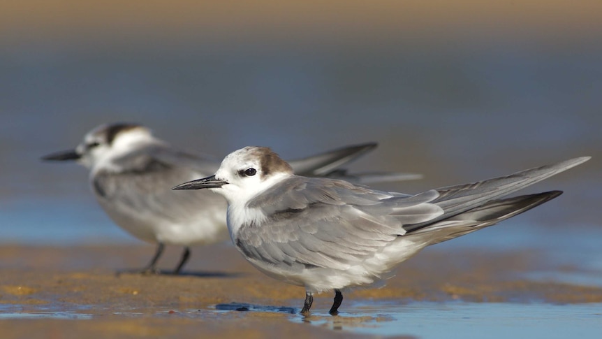 Small grey-and-white birds on a sandbar at Old Bar in New South Wales