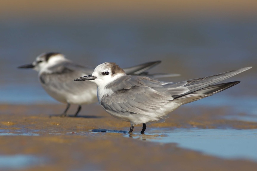 Aleutian terns.