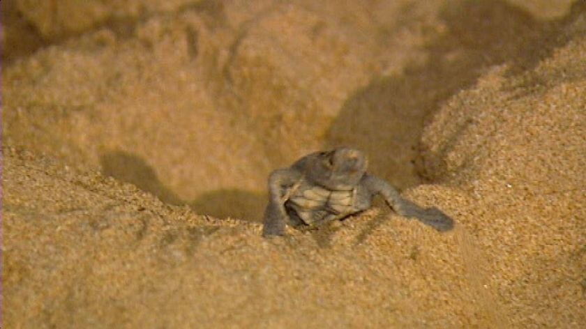 Authorities say Christmas lights could be disorienting nesting turtles at the Mon Repos rookery.