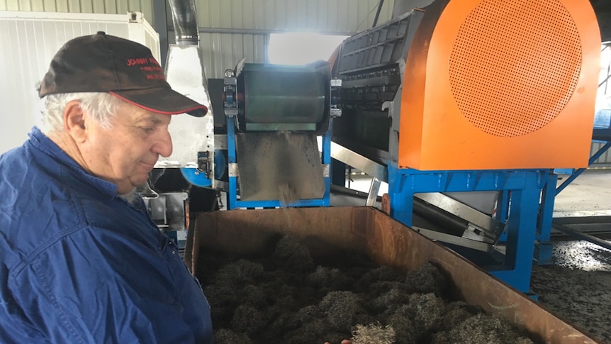 Cane farmer watching tyres crush into a machine.