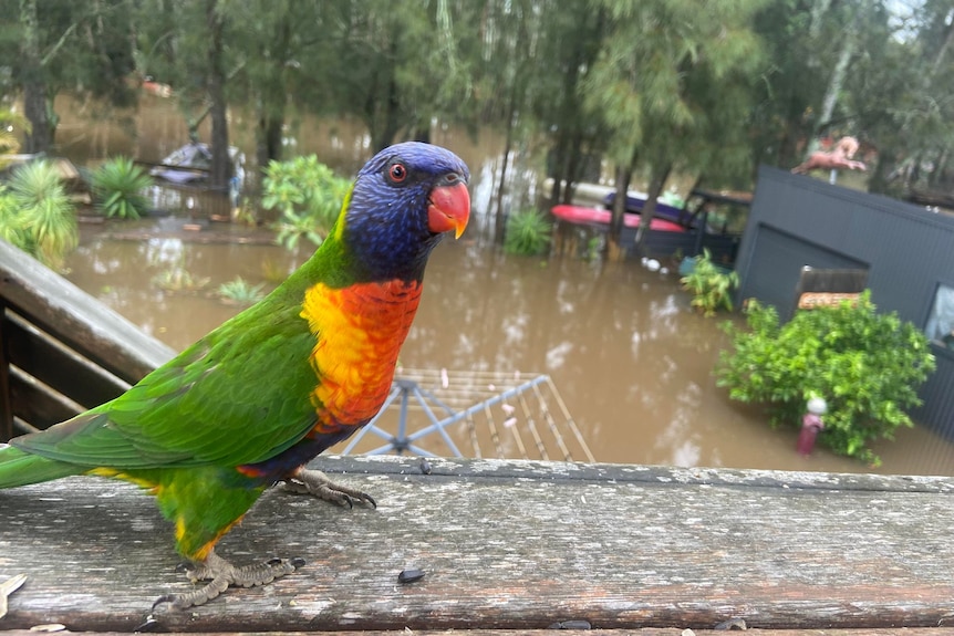 A rainbow lorikeet sits on a balcony overlooking a flooded backyard.