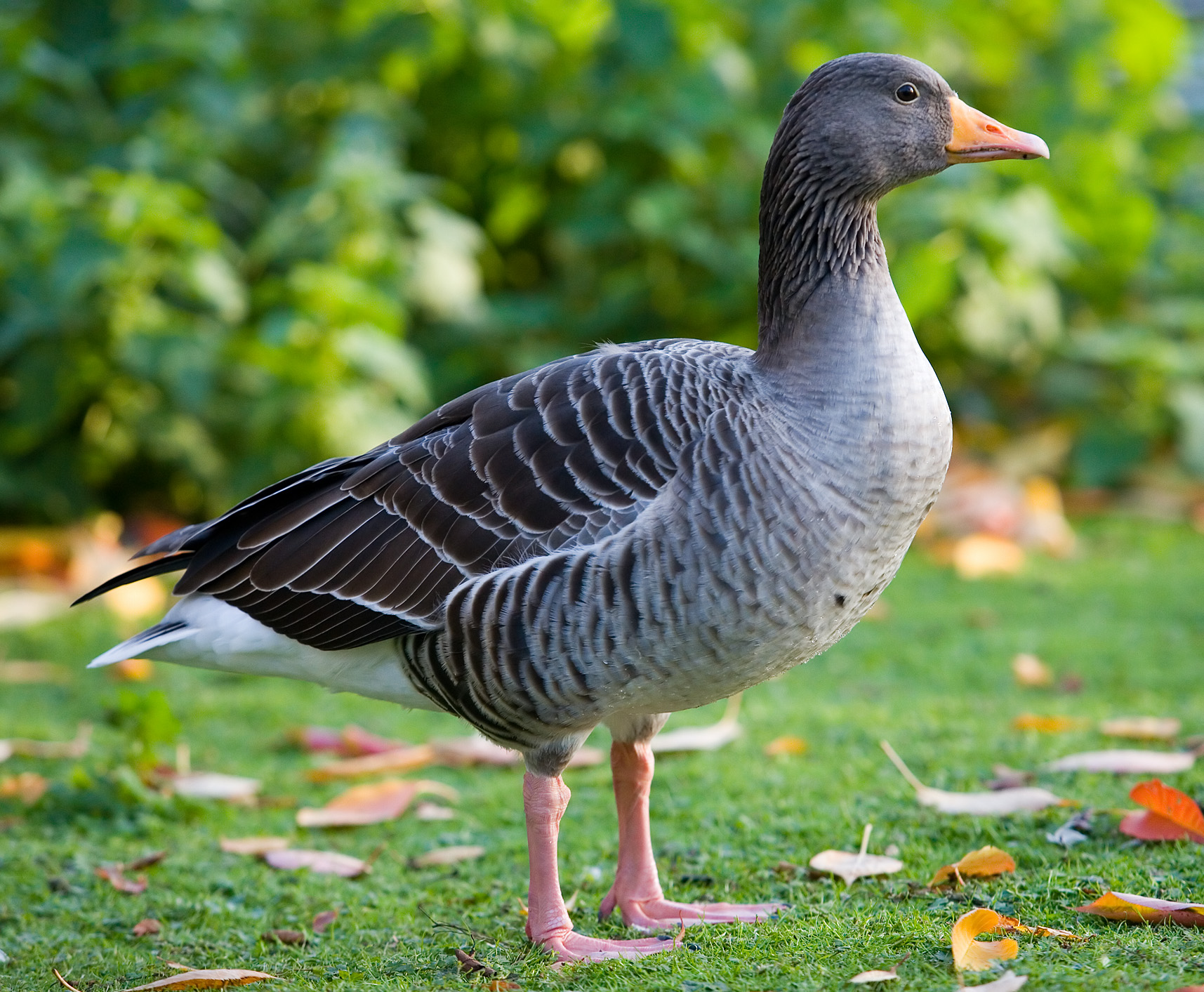 Why you should always be kind to a Greylag goose