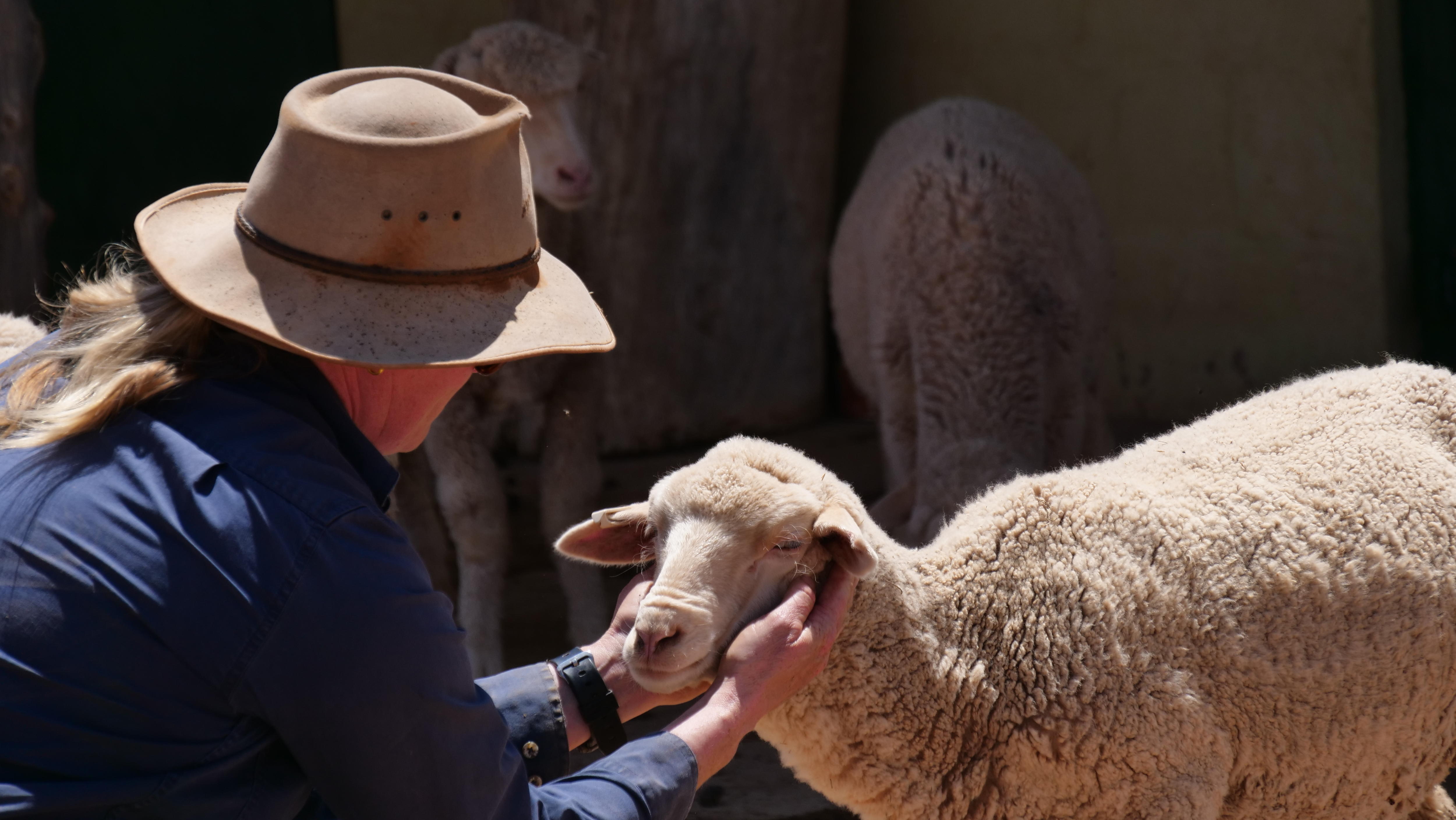 In vet care deserts, an hour can be difference between life and death