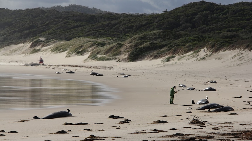 DELWP officer inspect dozens of whales beached at Wingan Inlet, Victoria