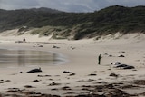 DELWP officer inspect dozens of whales beached at Wingan Inlet, Victoria