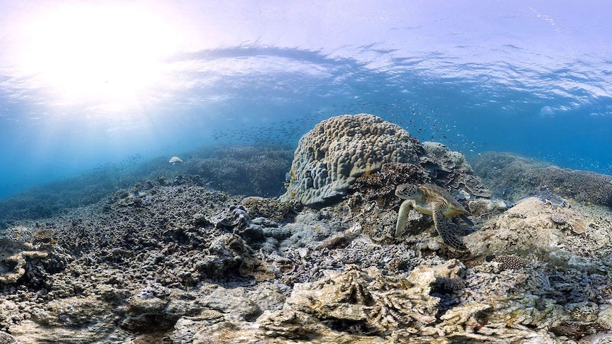 Great Barrier Reef marine life near Heron Island, where a University of Queensland research station is based.