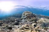 Great Barrier Reef marine life near Heron Island, where a University of Queensland research station is based.