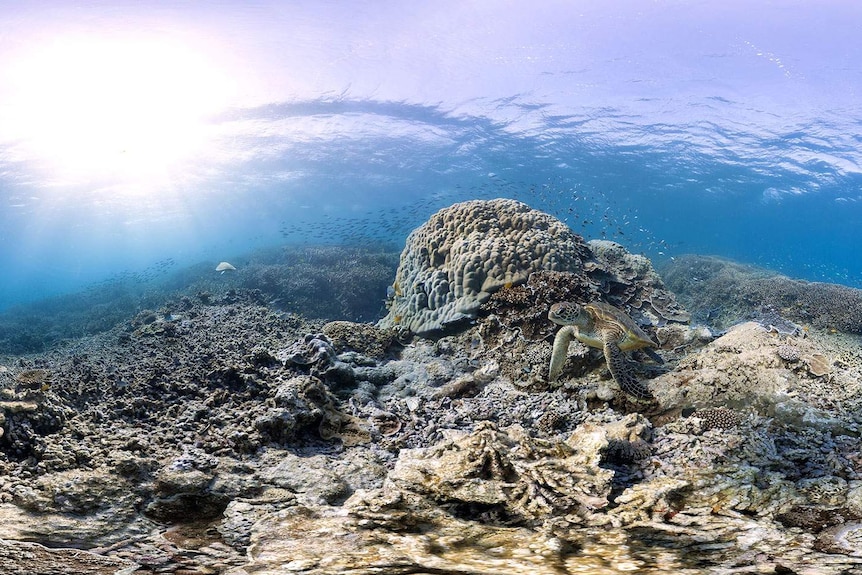 Great Barrier Reef marine life near Heron Island