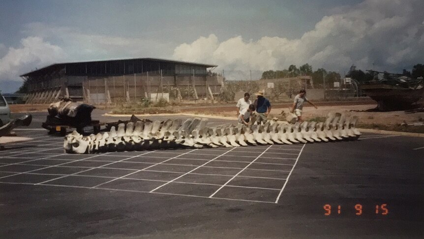 A large blue whale skeleton lays on the ground outside a workshop on a sunny day in 1991. Four men stand near the skeleton.