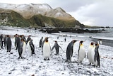Penguins gather on the beach at Macquarie Island.