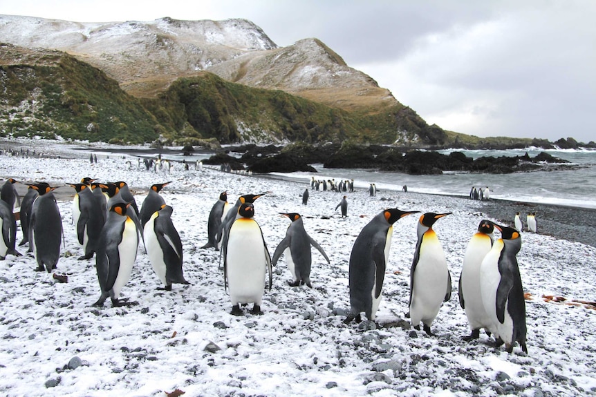 Penguins gather on the beach at Macquarie Island.