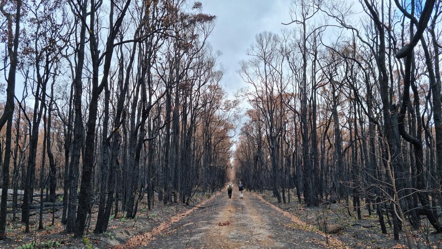 Burnt trees on either side of a dirt track.