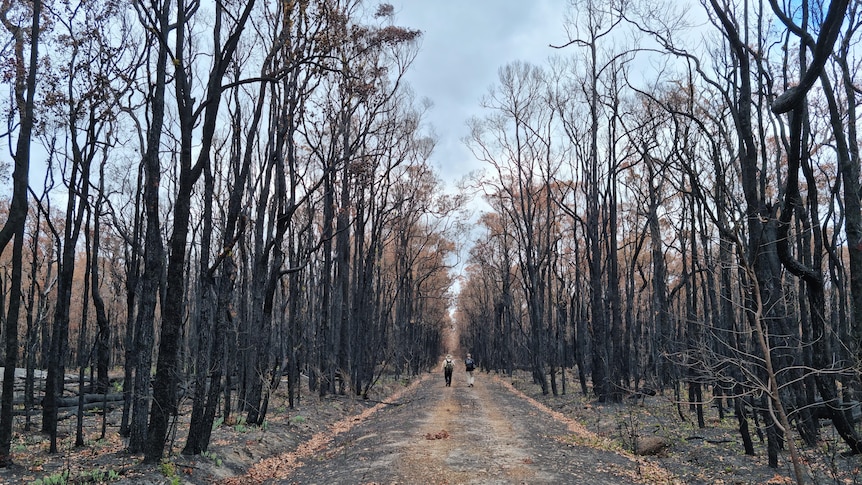 Burnt trees on either side of a dirt track.