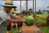 A worker places a watermelon on a conveyer belt