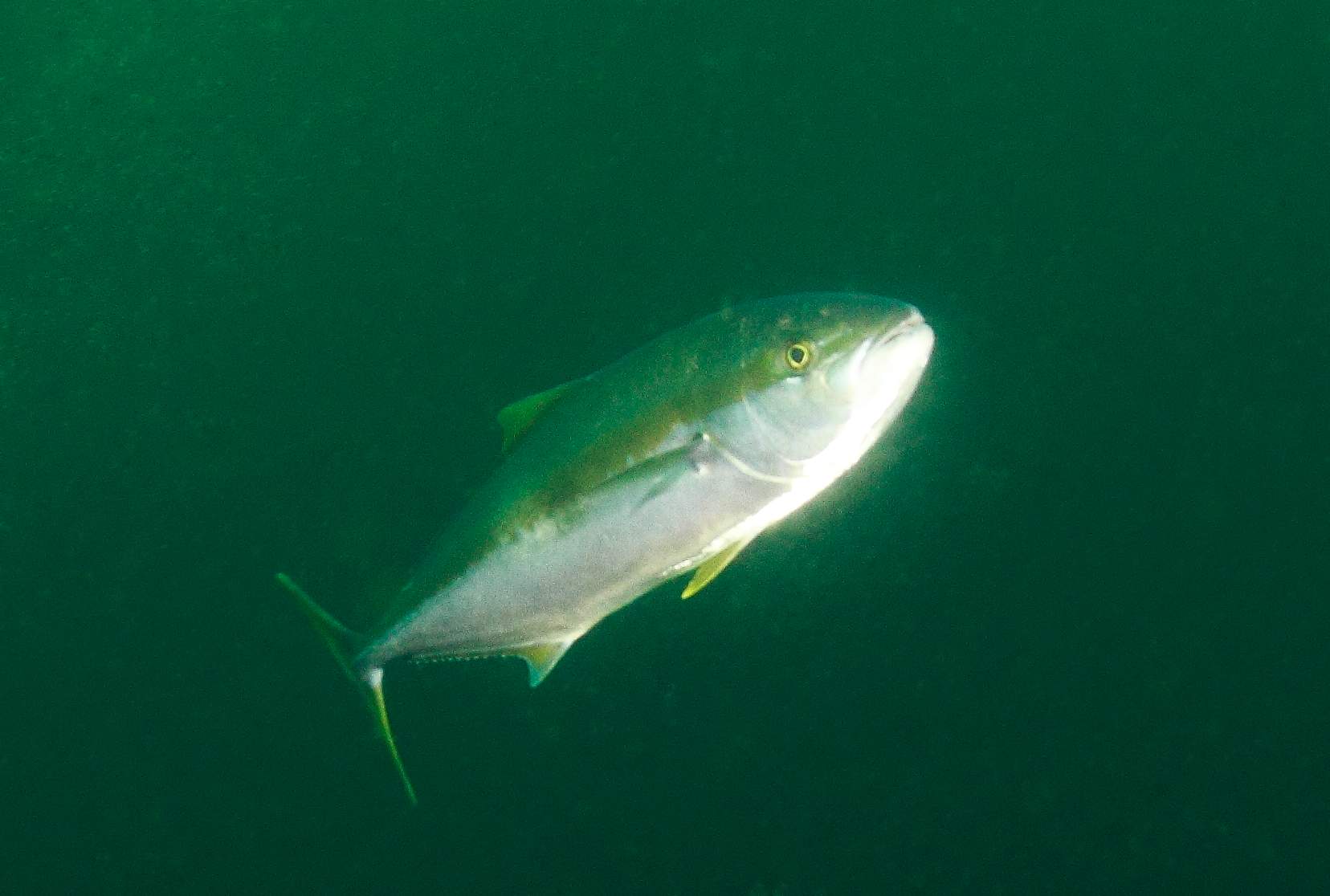 The Big Fish tales of whales and tiger sharks - ABC listen