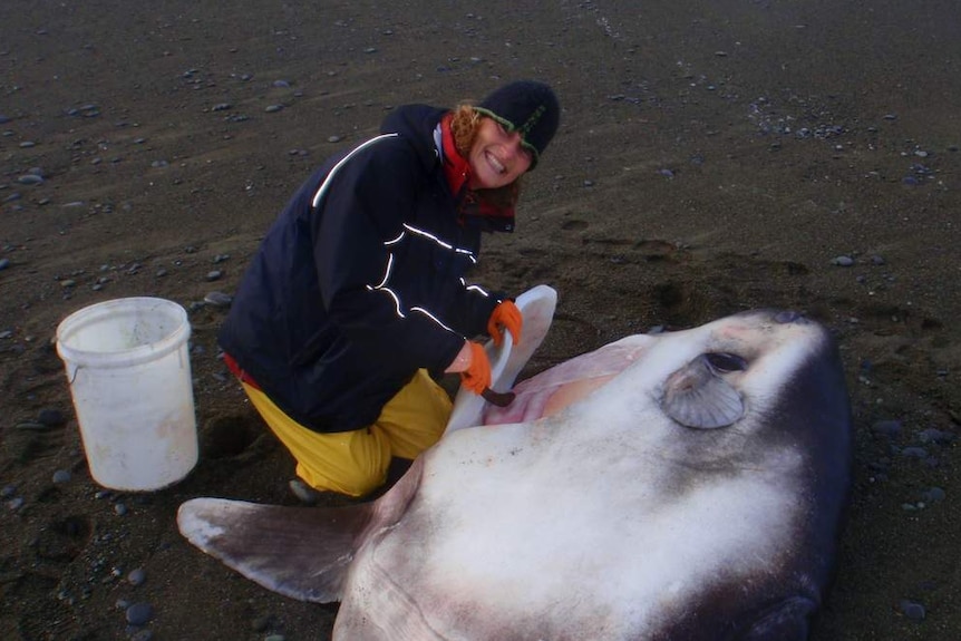 Marianne Nyegaard with a hoodwinker sunfish that washed up on a beach.