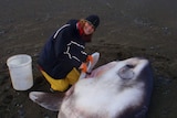 Marianne Nyegaard with a hoodwinker sunfish that washed up on a beach.