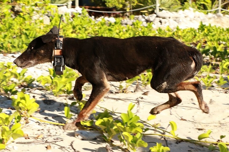 Dingos released on Pelorus Island