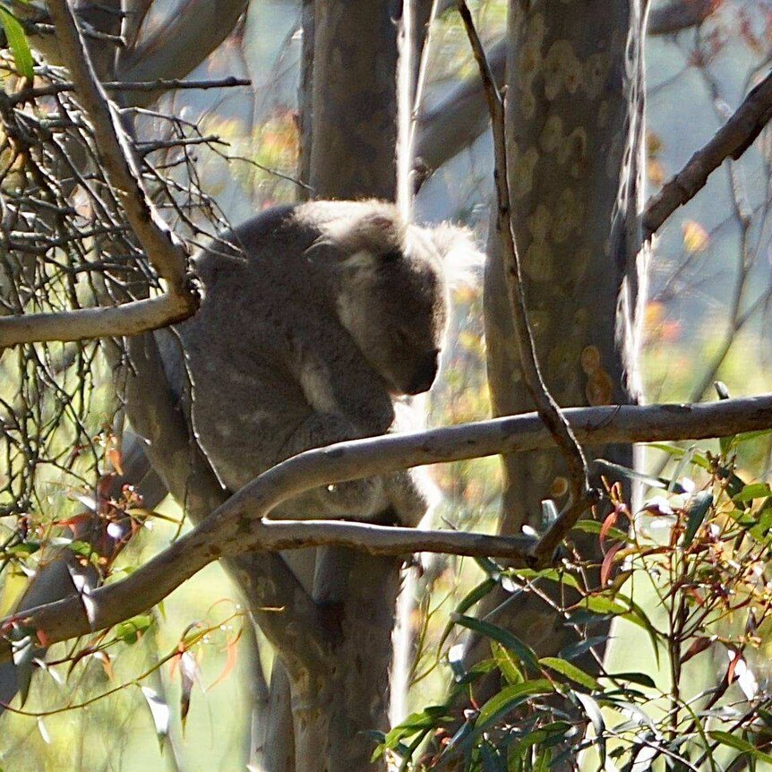A large koala sitting in a gum tree