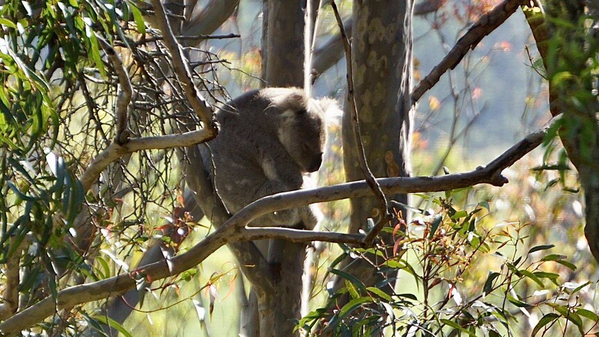 A large koala sitting in a gum tree
