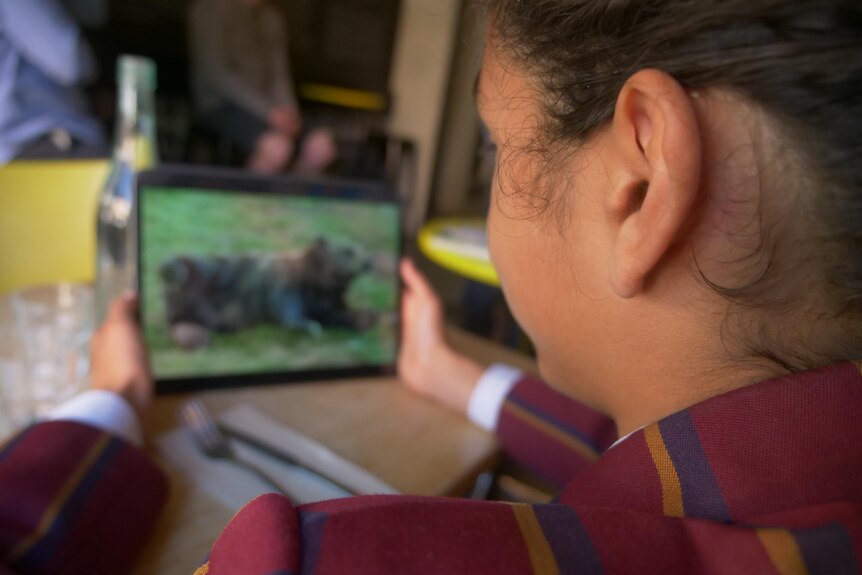 A teenage boy looking at a picture of a bear on a laptop, photo taken from over his shoulder.