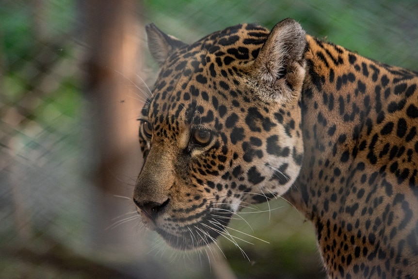 A close-up shot of a Jaguar looking to the left of the camera 