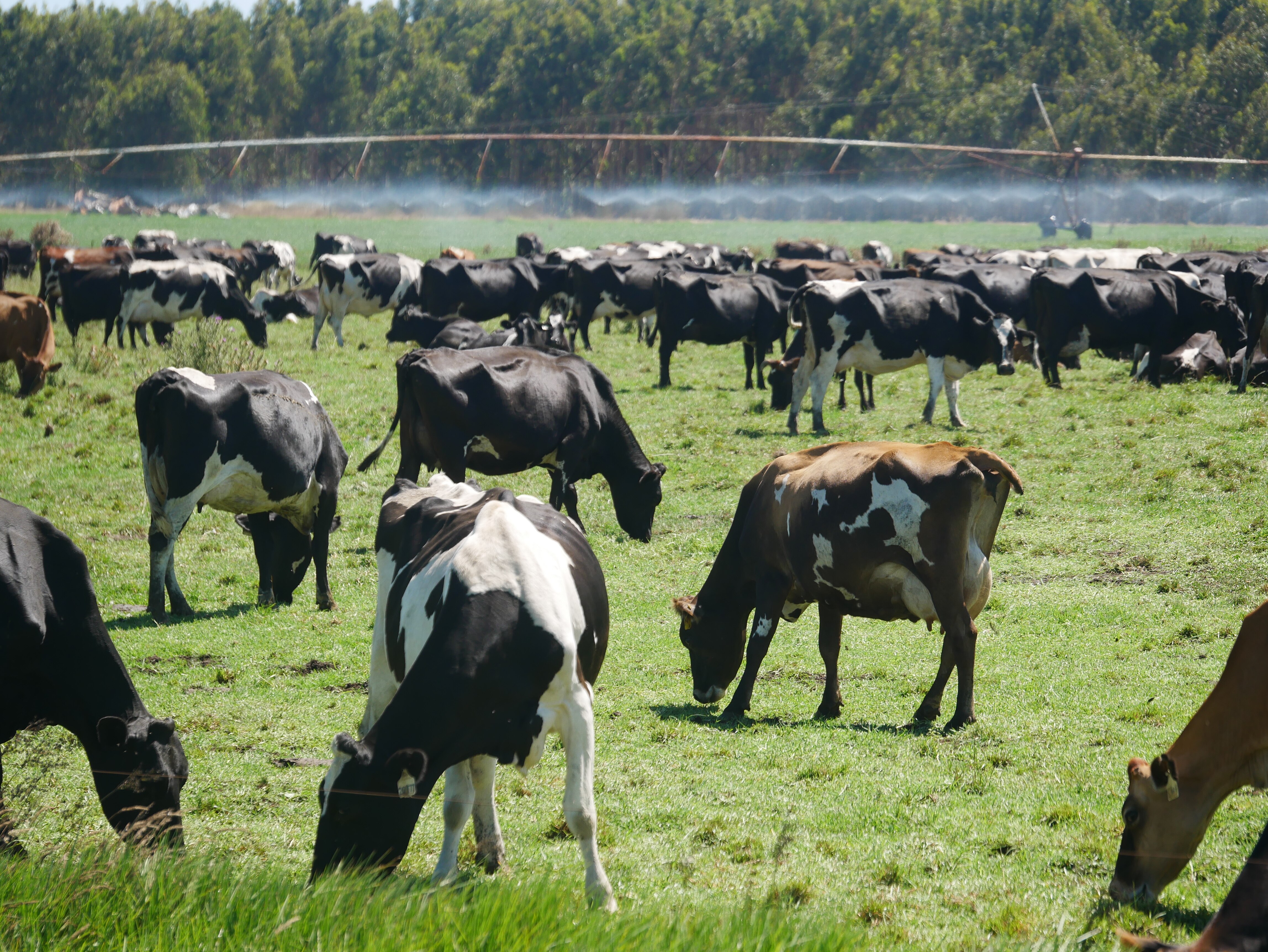 cows grazing on green grass