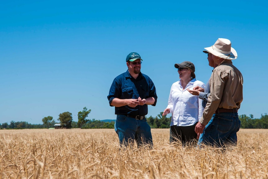 Four people standing in a wheat field talking, with a blue sky overhead.