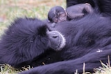The new baby siamang gibbon lies on it's mother's chest.