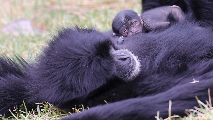 The new baby siamang gibbon lies on it's mother's chest.
