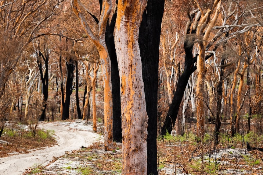 Burnt and blackened trees in bushland on Fraser Island.