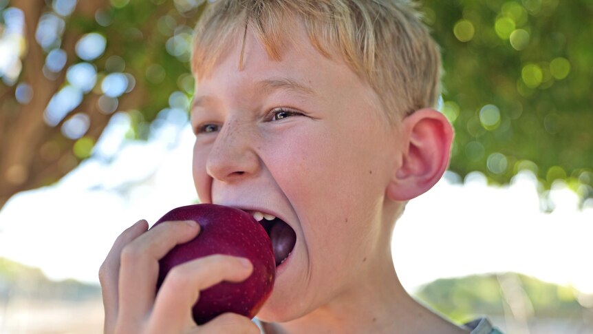 A child bites into a purple bravo apple, under a tree.