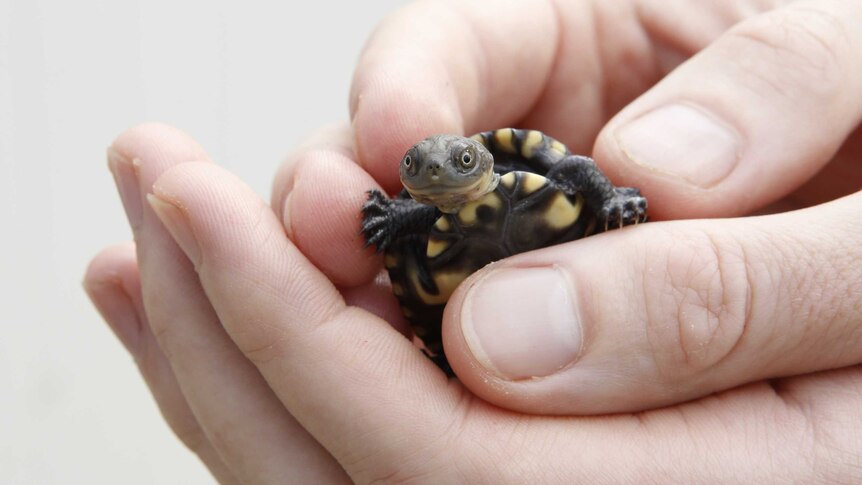 A young western swamp tortoise from the captive breeding program at Perth Zoo
