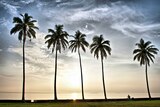 Five palm trees are seen in Suva, Fiji, as the sun sets in the background with the sea behind the trees.