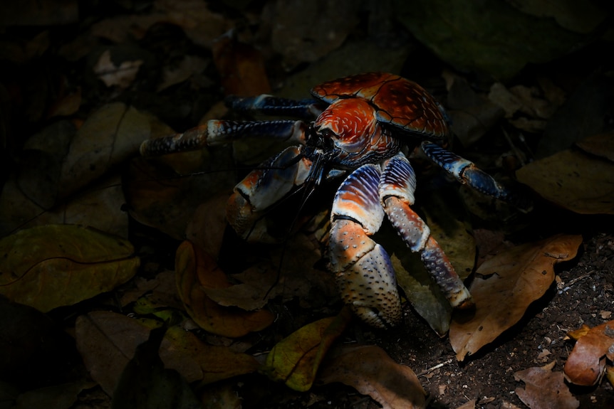 A large blue and orange coloured crab stands in dappled light on the forest floor.
