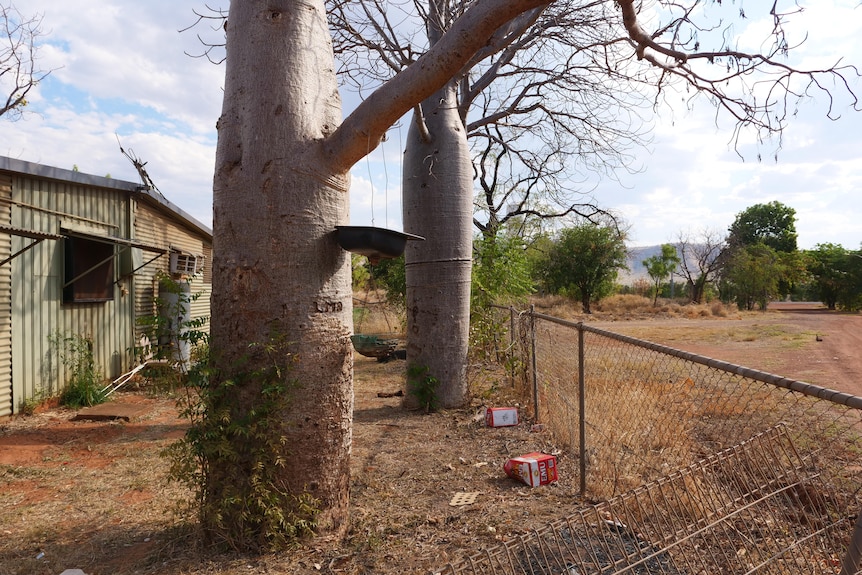 A backyard with empty cartons of Emu Export lying around