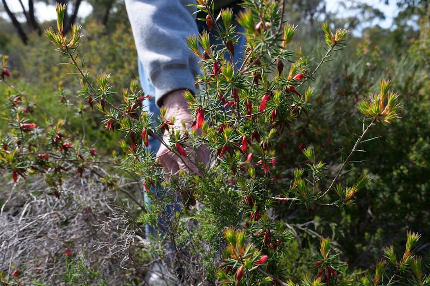 A hand holds up a native plant with bright red flowers blooming.