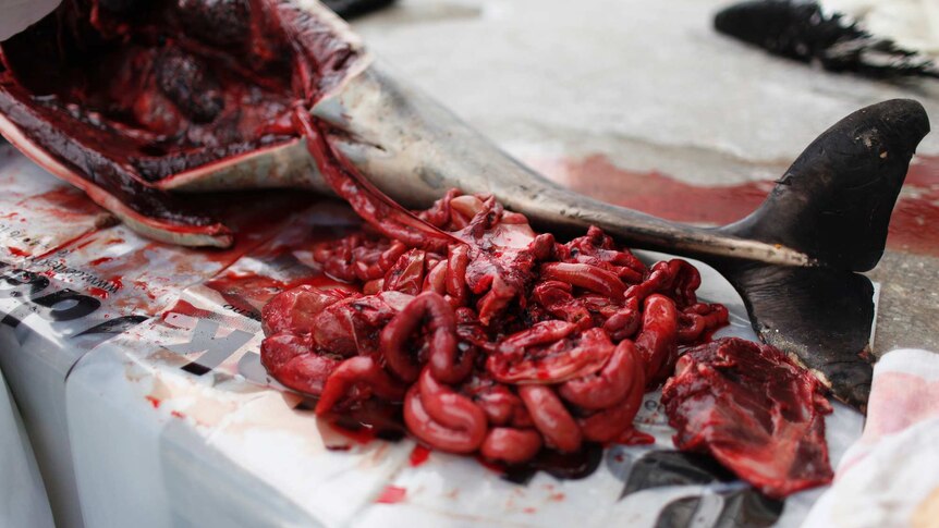 A dolphin's entrails are laid out on a table.