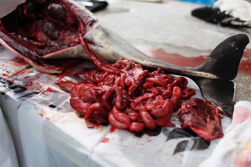 A dolphin's entrails are laid out on a table.