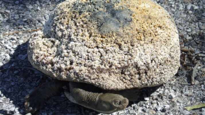 A turtle with tubeworms covering its shell